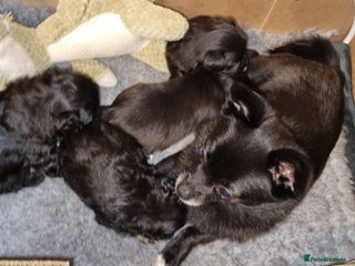 Mixed Breed dogs Two gorgeous girls - Advert 1