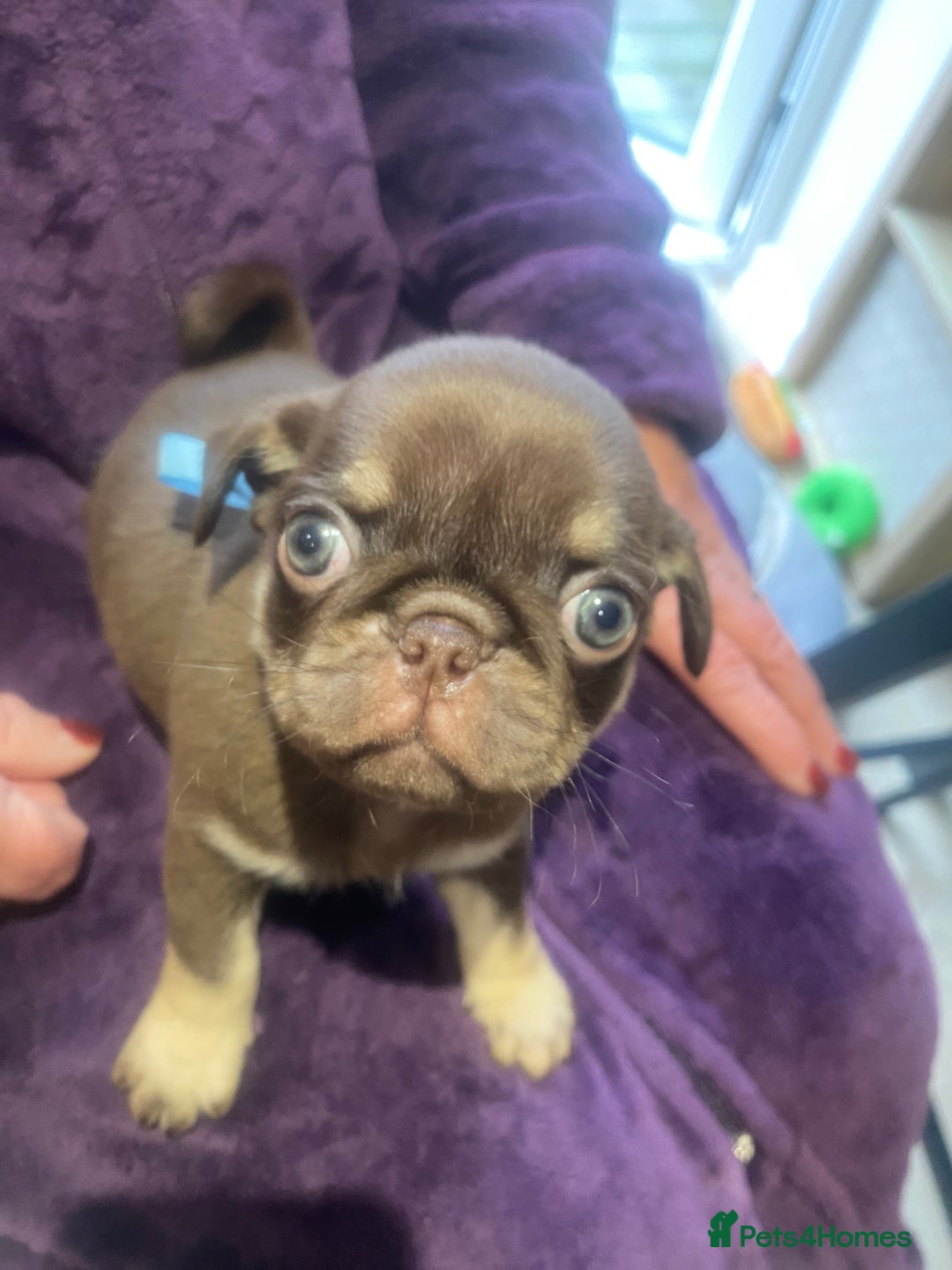 Pug dogs for sale: Merle pugs  - Advert 17