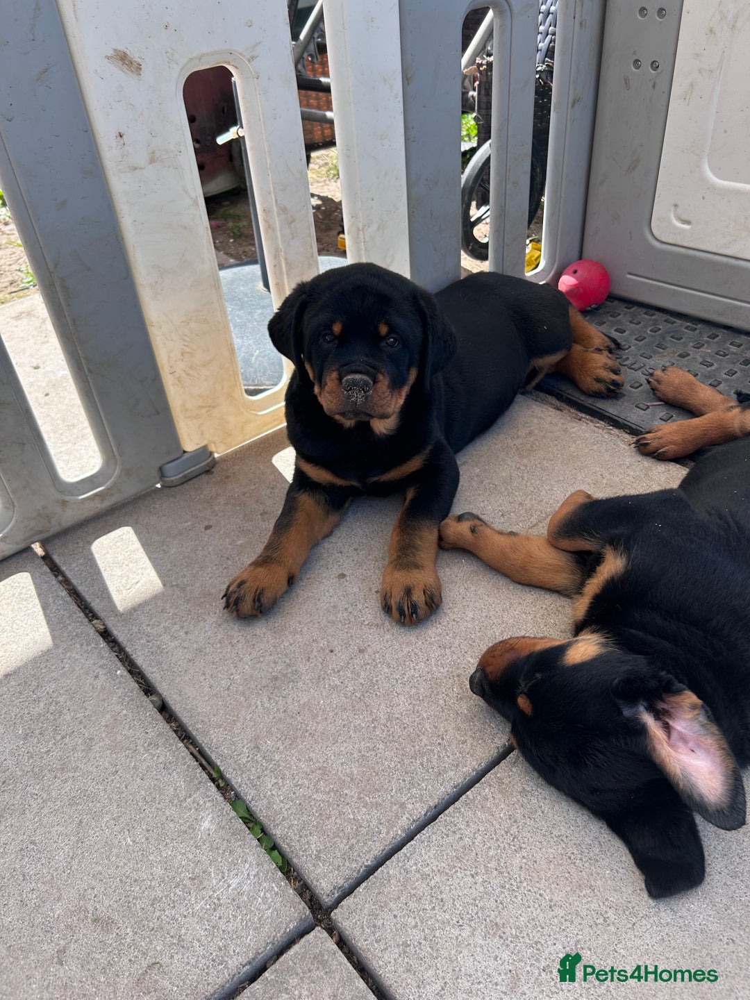 Rottweiler dogs for sale: Beautiful KC registered Rottweiler puppies  - Image 34