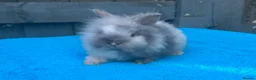 Lionhead rabbits for sale: 2 adorable double mane lionhead baby bunnies  - Advert 11