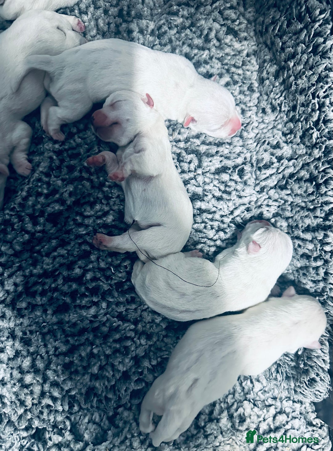 West Highland Terrier dogs for sale: KC Reg Westies - Image 3