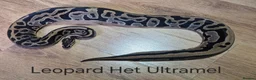 Python Snake reptiles for sale: Variety of Royal Pythons - Advert 8