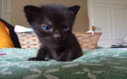 Mixed Breed cats for sale: 6 Gorgeous Kittens Looking for Forever Homes  - Image 20