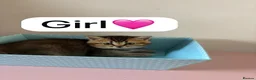 Scottish Fold cats for sale: Scottish Fold boys and girls ready to rehome  - Advert 7