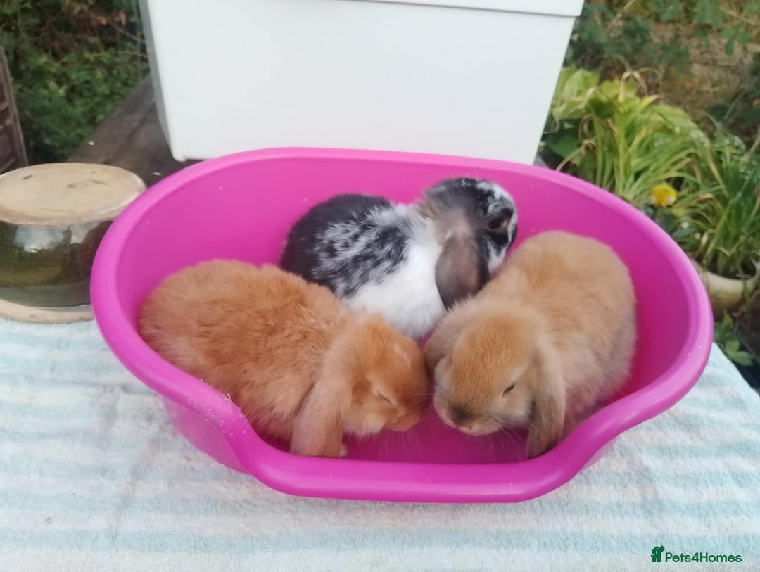 Mini Lop rabbits for sale: Female and Male Baby Minilops: Pretty Colours - Image 4
