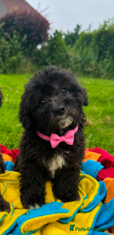 Mixed Breed dogs BEAUTIFUL F1 MINI CORGIPOO PUPPIES  - Advert 1