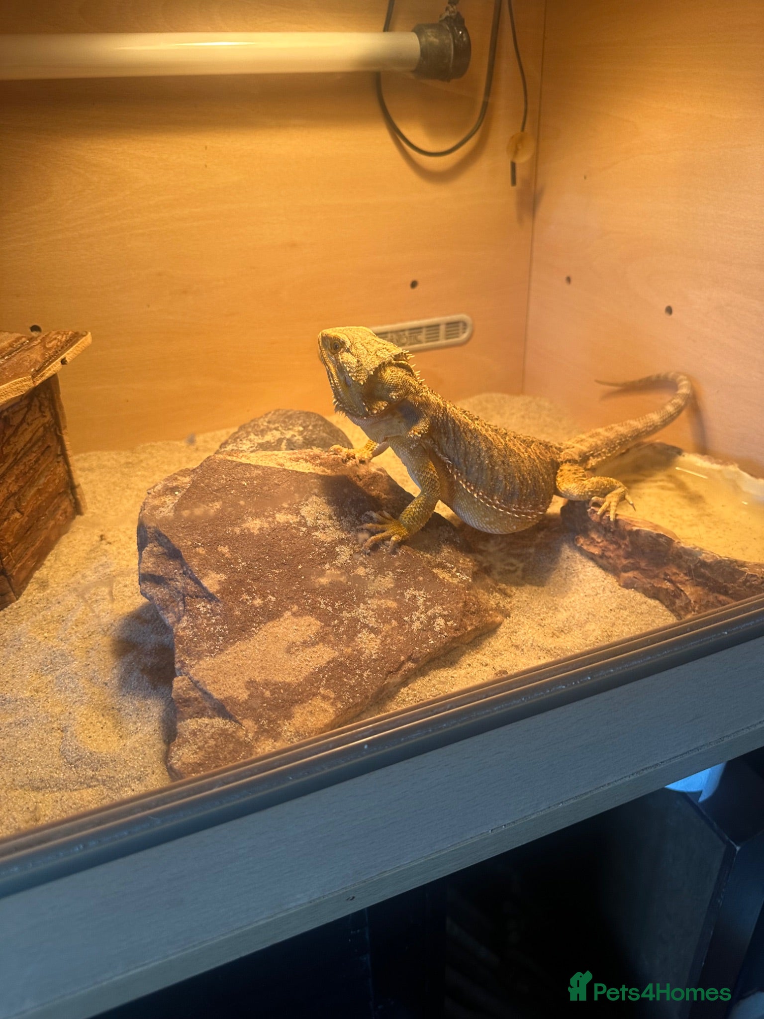 Bearded Dragon reptiles Bearded dragon  - Advert 7