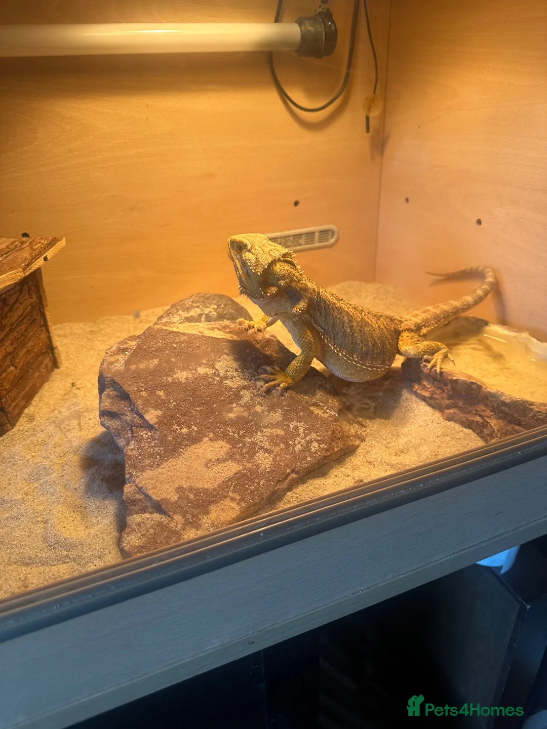 Bearded Dragon reptiles for sale: Bearded dragon  - Advert 1