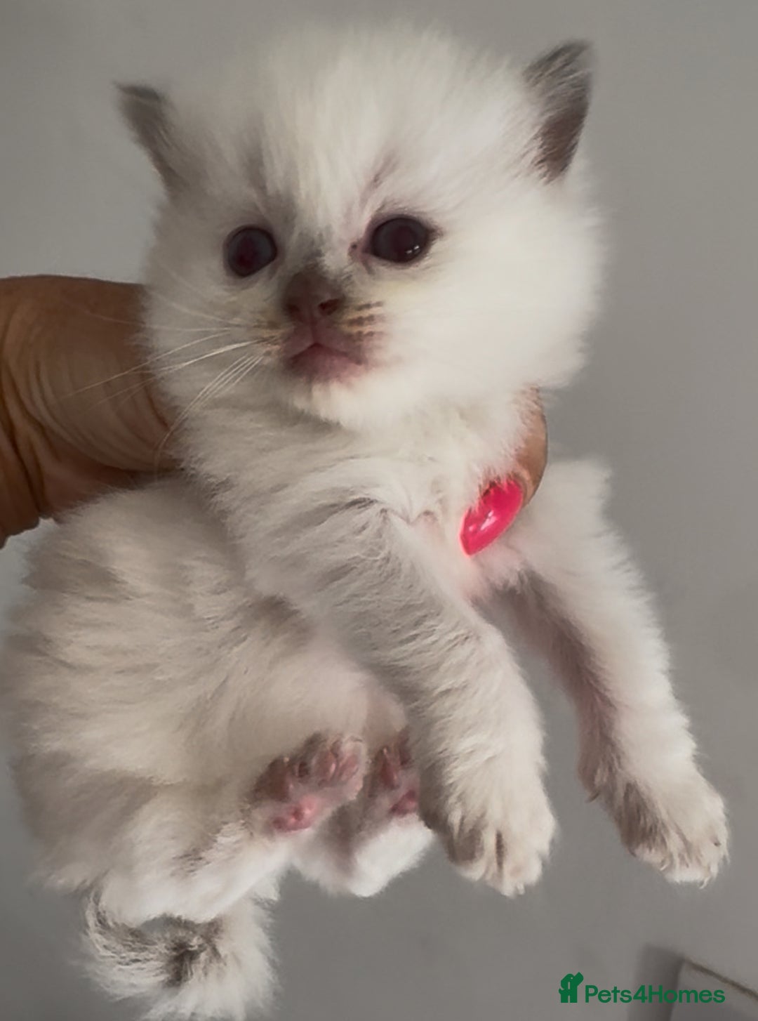 Ragdoll cats for sale: Champion Ragdoll GCCF kittens 🐱  - Image 6