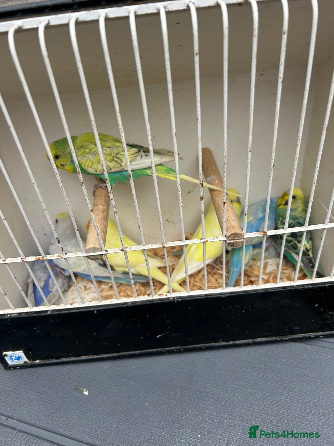 Budgerigars birds for sale: BEAUTIFUL BABY BUDGIES FIR SALE - Image 4