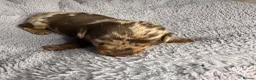 Miniature Dachshund dogs for sale: Miniature Dachshund KC Reg Puppies - Advert 8