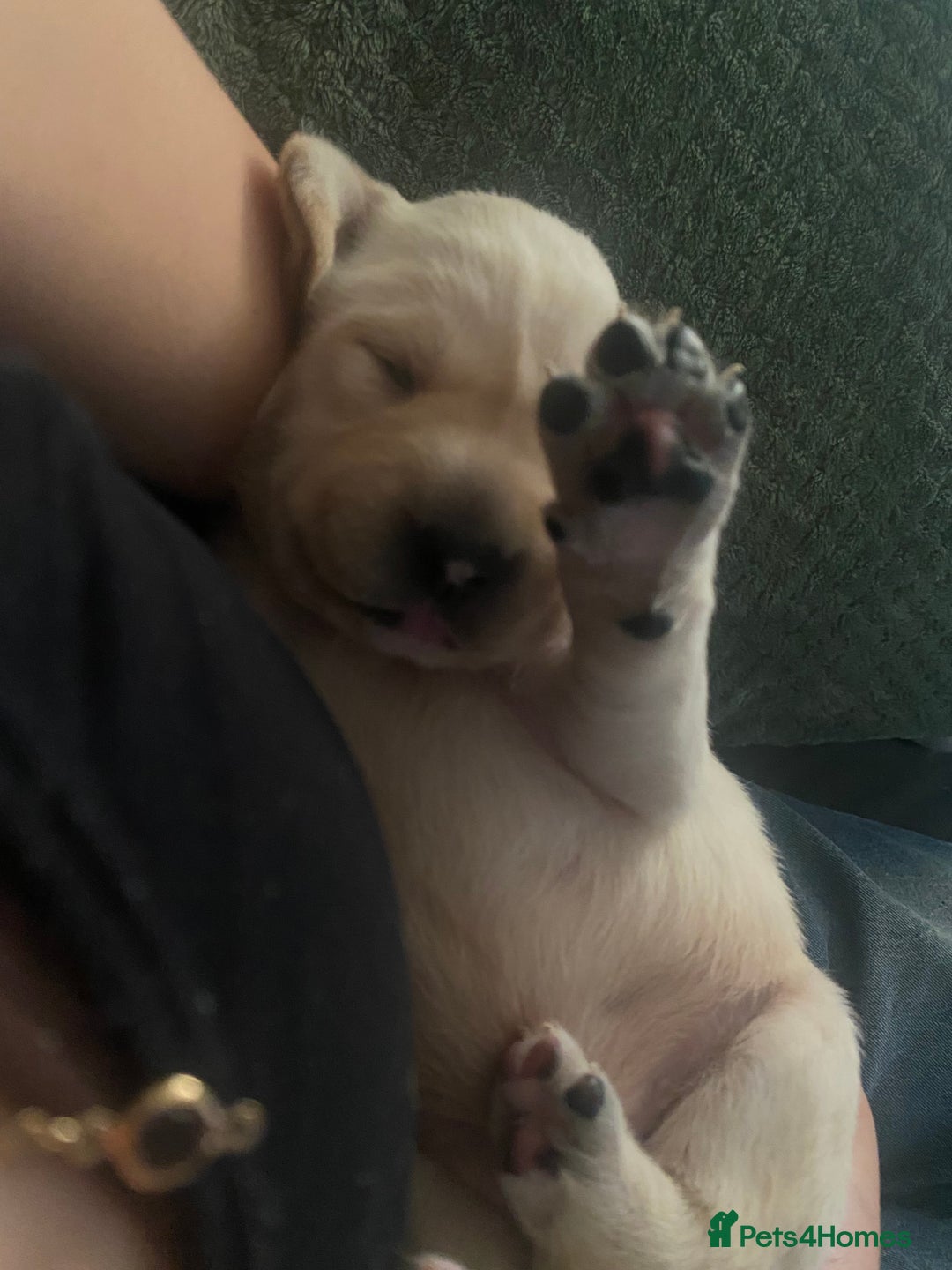 Labrador Retriever dogs for sale: Labrador puppies  - Image 6