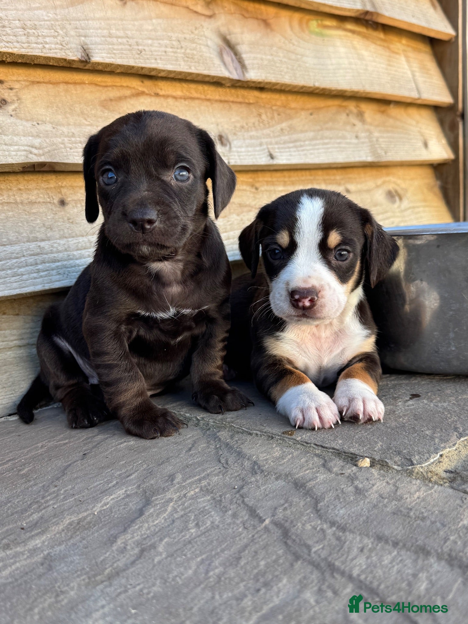 Mixed Breed dogs CHI SPANIEL PUPPIES READY 5th SEP - Advert 3