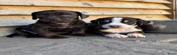 Mixed Breed dogs for sale: CHI SPANIEL PUPPIES READY 5th SEP - Advert 1