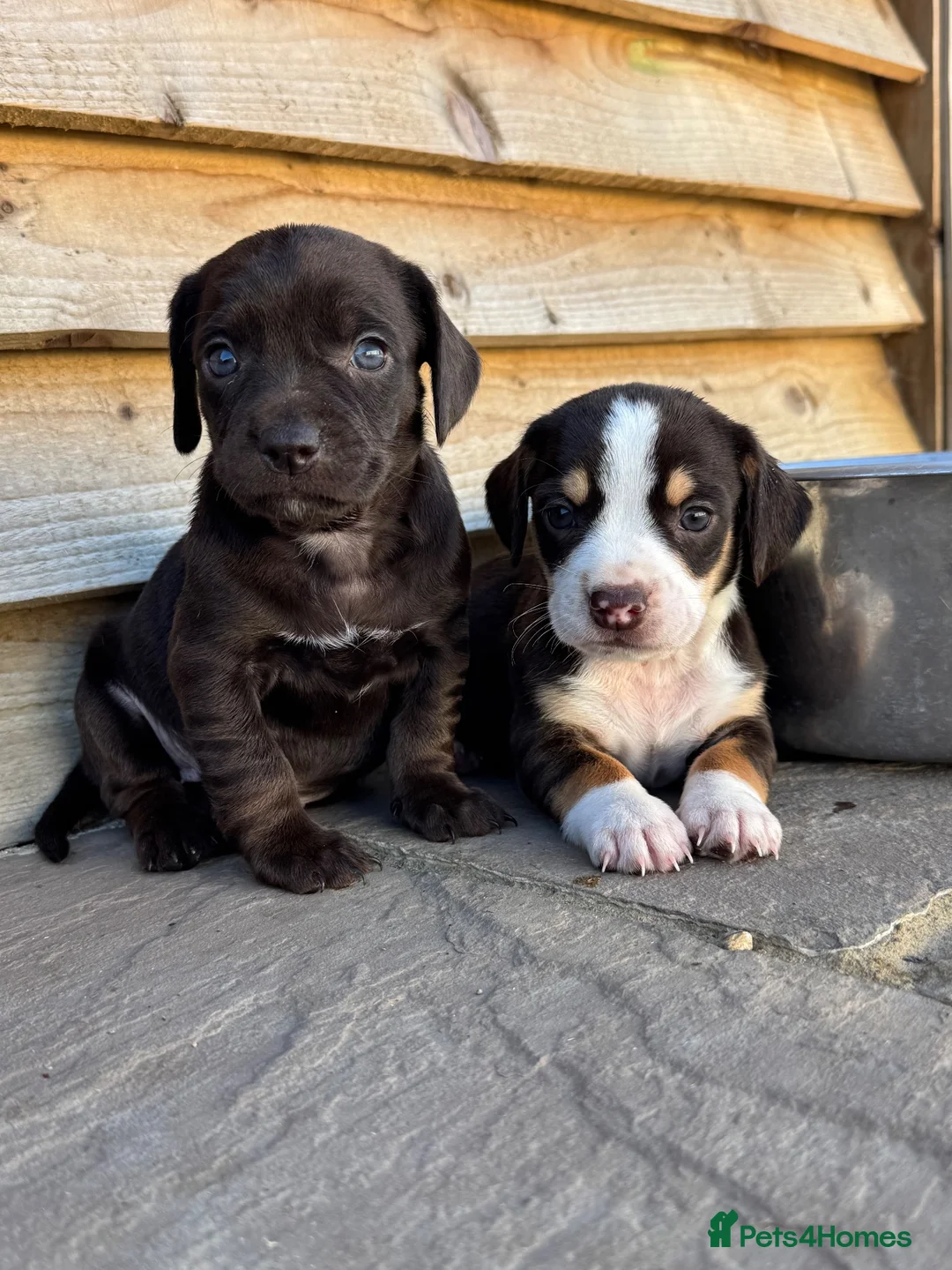 Mixed Breed dogs for sale: CHI SPANIEL PUPPIES READY 5th SEP - Advert 1