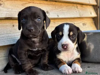 Mixed Breed dogs CHI SPANIEL PUPPIES READY 5th SEP - Advert 3