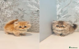 Munchkin cats for sale: 2 tiny legged rug hugger Persian munchkins - Image 2