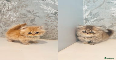 Munchkin cats - Advert 5