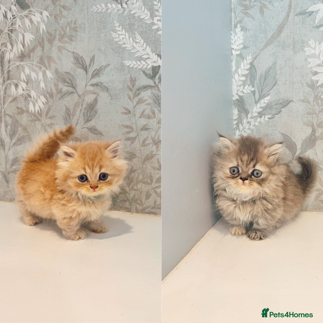 Munchkin cats for sale: 2 tiny legged rug hugger Persian munchkins - Image 2