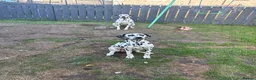 Dalmatian dogs for sale:  KC REGISTERED DALMATIAN PUPS  - Advert 3