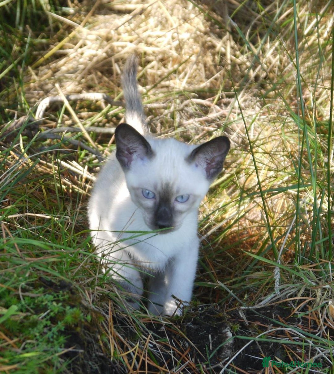 Siamese cats for sale: Siamese Kittens - Image 9