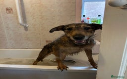 Mixed Breed dogs for adoption: Dana (2) Norwich Norfolk  - Image 6