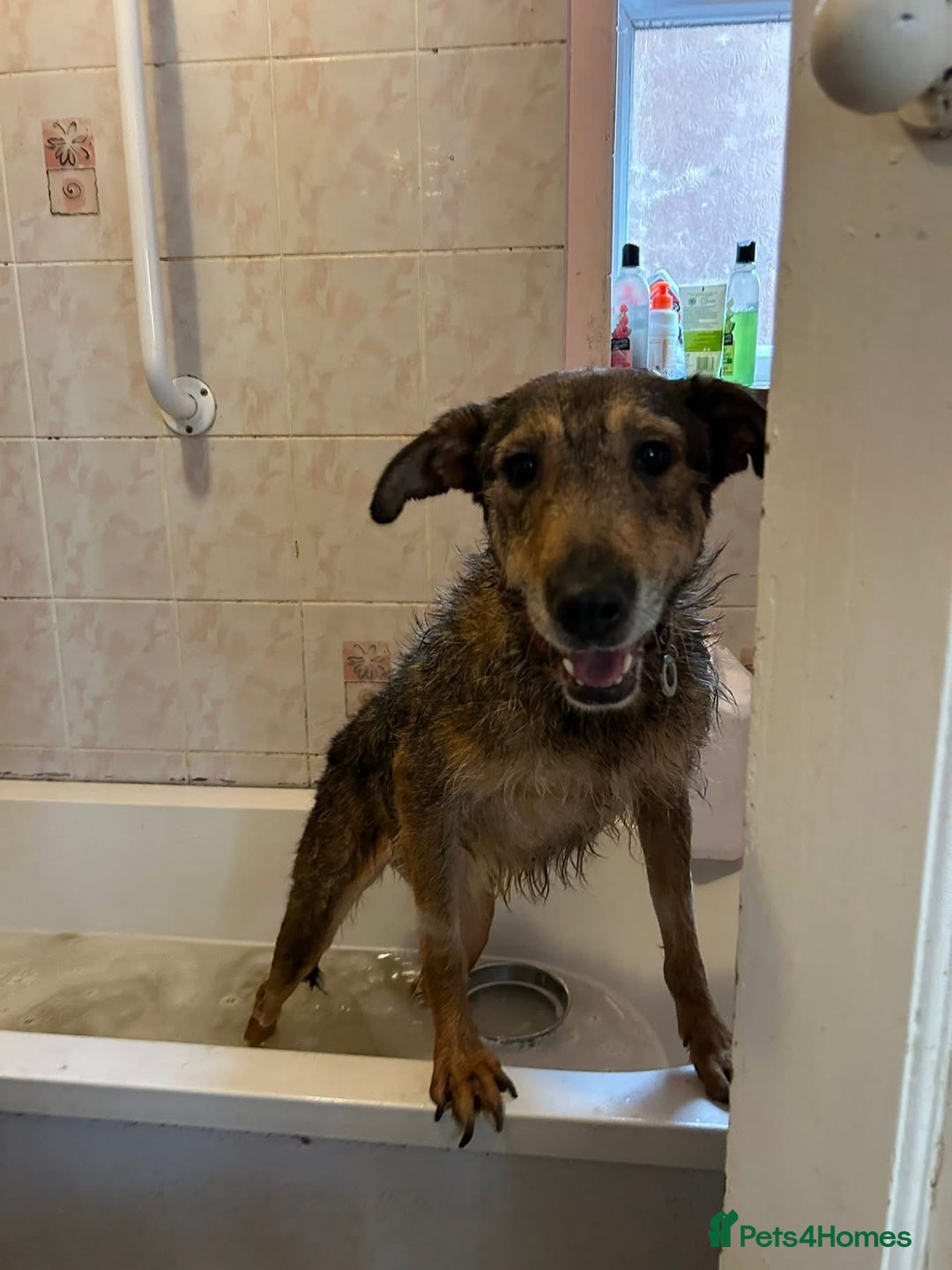 Mixed Breed dogs for adoption: Dana (2) Norwich Norfolk  - Image 6