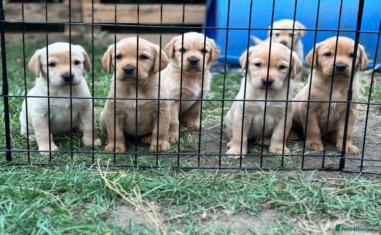 Labrador Retriever dogs - Advert 9