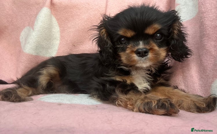 Cavalier King Charles Spaniel dogs - Advert 2