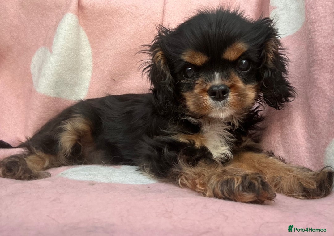 Cavalier King Charles Spaniel dogs for sale: KC Cavalier King Charles puppy - Image 1