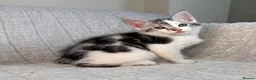Maine Coon cats for sale: STUNNING MAINE COON KITTENS - Advert 5