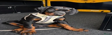 Dobermann Puppy 4