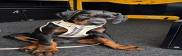 Dobermann dogs for sale: Exceptional Pedigree Doberman pups for sale  - Advert 17