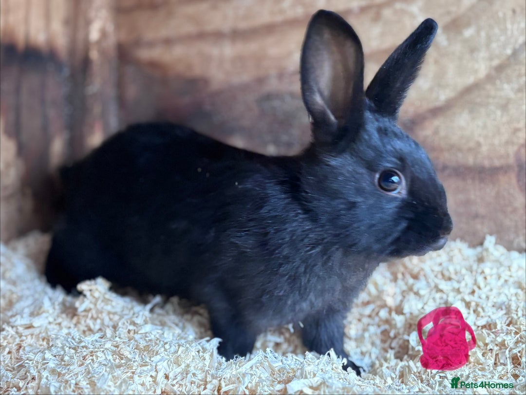 Mixed Breed rabbits for sale: Baby English Spot x Lionhead Rabbits For Sale - Advert 7