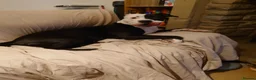 Mixed Breed dogs for sale: Zara needs a loving forever home! - Advert 4