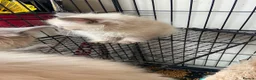 Ragdoll cats for sale: Ragdoll kittens - Advert 17