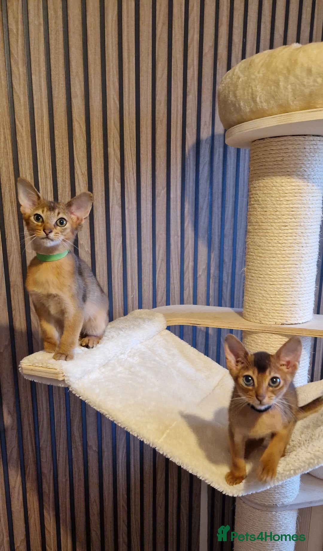Abyssinian cats for sale: Pure Abyssian kittens ❤️ - Advert 33