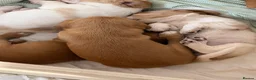Bocker dogs for sale: Bocker puppies for sale - Advert 5
