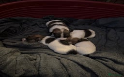 Jack Russell dogs for sale: Jack Russell puppies  - Image 1