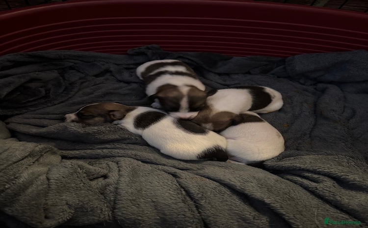 Jack Russell dogs - Advert 11
