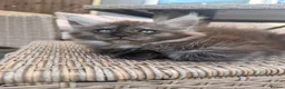 Maine Coon cats for sale: READY NOW⭐️ Tica Maincoon kittens  - Advert 17