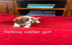 Cavalier King Charles Spaniel dogs for sale: Gorgeous Cavalier King Charles puppies for sale - Image 3