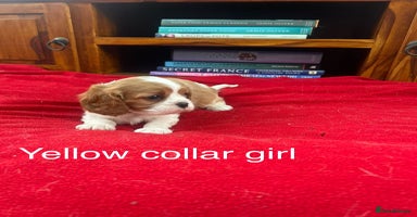 Cavalier King Charles Spaniel dogs - Advert 3