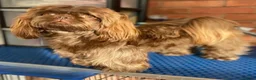 Shih Tzu dogs for sale: 💕Stunning Chocolate Shih Tzu💕 - Advert 27