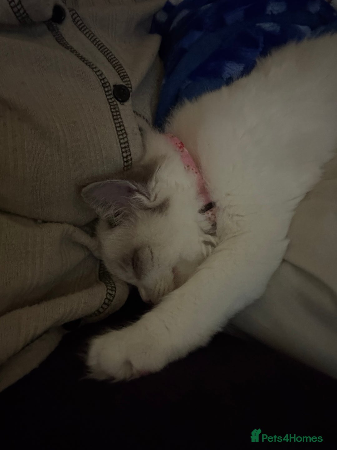 Ragdoll cats for sale: Beautiful ragdoll for sale - Advert 4