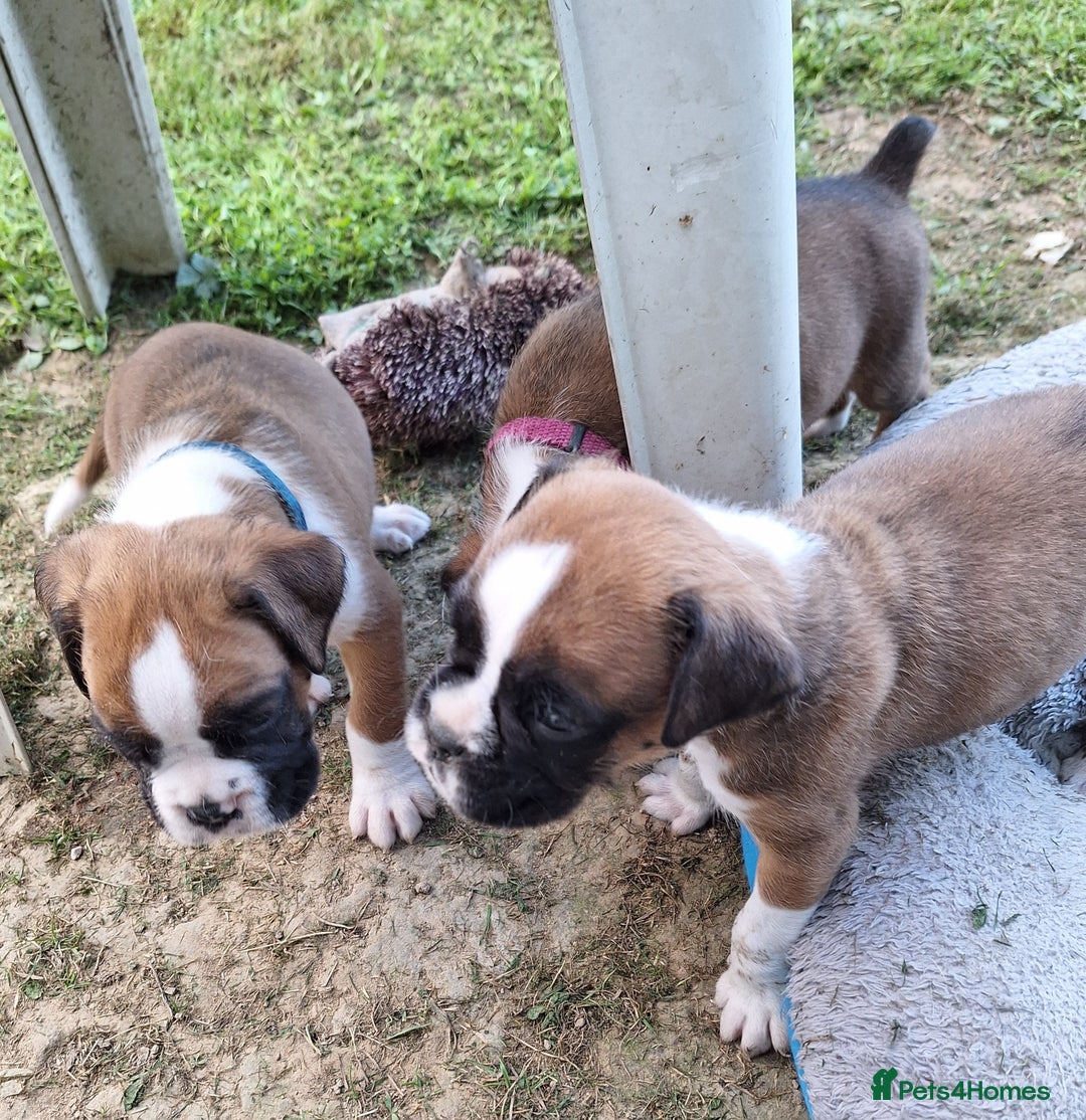 Boxer dogs for sale: Boxer puppies kennel club reg 5 star licence  - Image 15
