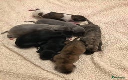 Whippet dogs for stud: KC Registered Whippet Dog in Swadlincote - Image 5