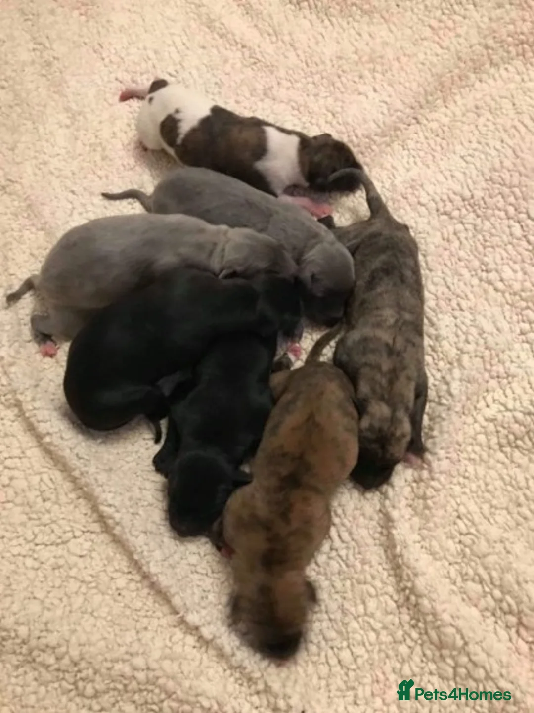 Whippet dogs for stud: KC Registered Whippet Dog in Swadlincote - Advert 5