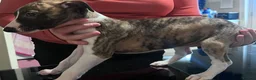 Whippet dogs for sale: whippet pups in Tredegar - Advert 3