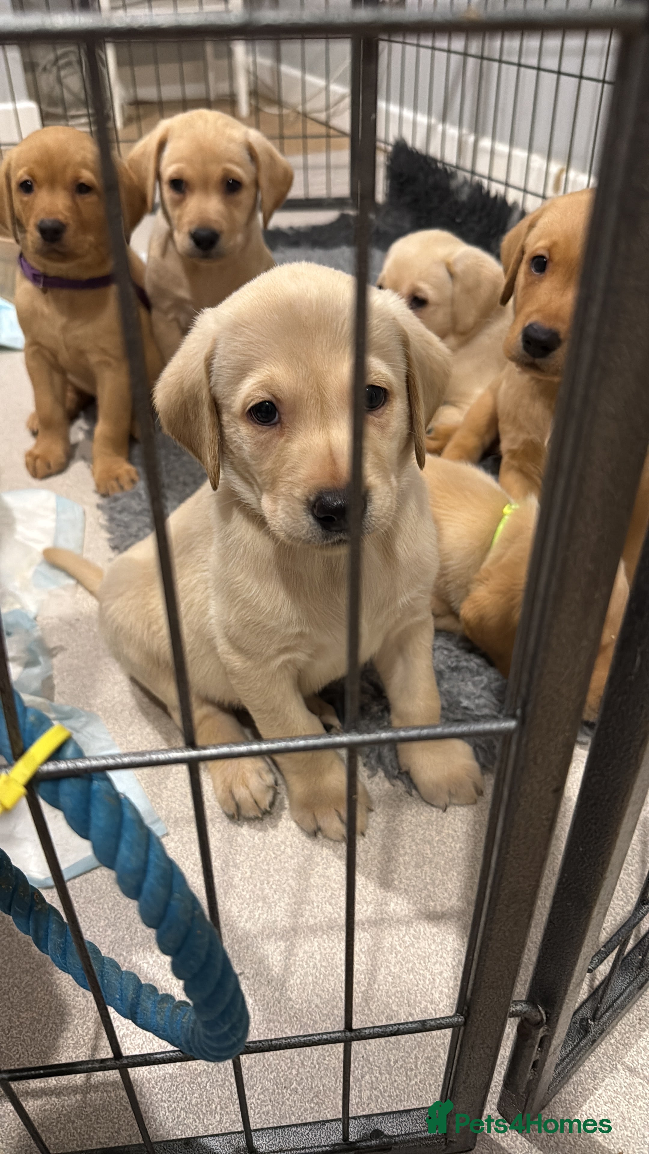 Labrador Retriever dogs Stunning Labrador puppies  - Advert 2